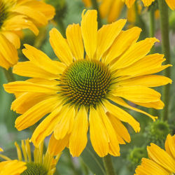 Echinacée jaune / Echinacea lutea